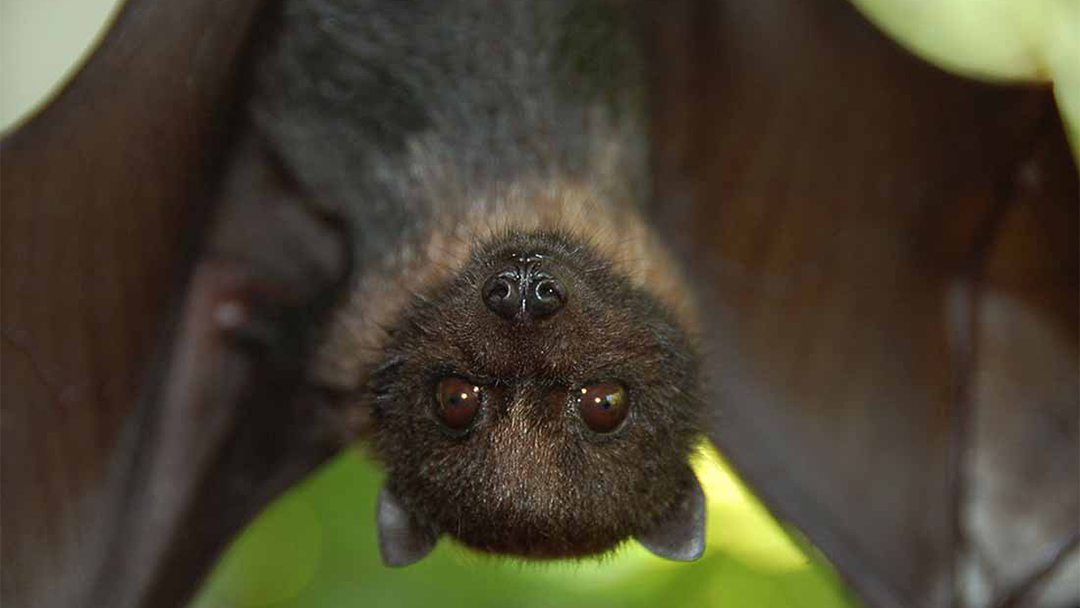 Assessing the Health of ChicagoArea Bats Using Their Poop Chicago